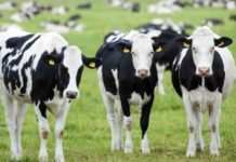 AUV: Kemi marrë të gjitha masat ndaj sëmundjes gungore të kafshëve