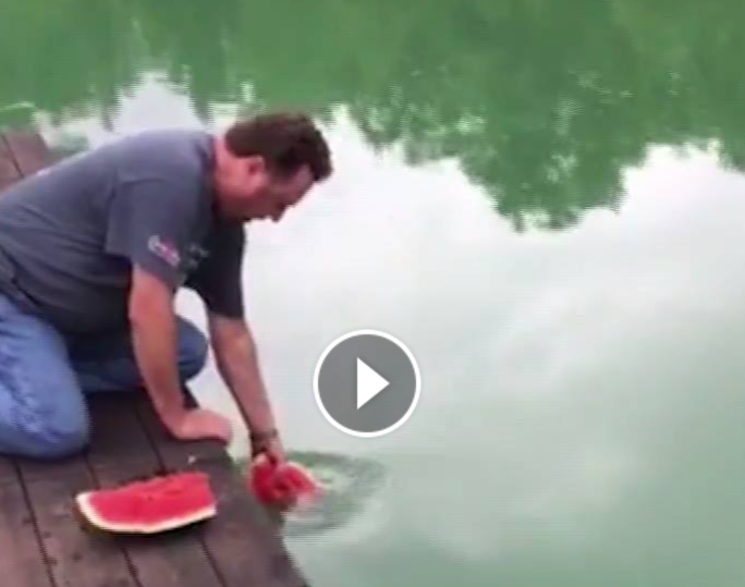 Tash e tutje, nuk peshkun nuk e zëmë me grep, por me shalqi! VIDEO