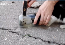 Qesharake – Mos i fut hundët aty ku nuk duhet! (Video)