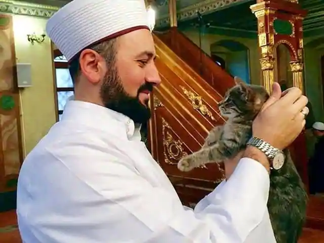 cattte
