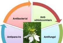 Nigella Sativa L (FARA E ZEZE) alternativë potenciale kundër COVID-19?