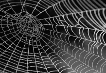 Të meditosh rreth krijesave të Zotit