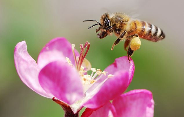 honeybee-facts-1
