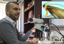 Prezantohet insekti i ri i zbuluar në Kosovë