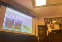 Profesori i Biologjisë prezanton llojin e ri të insektit nga Bjeshkët e Sharrit