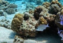 Barrierat koralore, mrekulli e natyrës nënujore