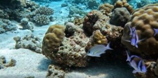 Barrierat koralore, mrekulli e natyrës nënujore