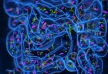 Mikrobet e zorrëve mund të zbulojnë rrezikun e sëmundjes së Parkinsonit