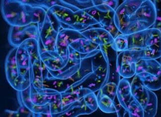 Mikrobet e zorrëve mund të zbulojnë rrezikun e sëmundjes së Parkinsonit