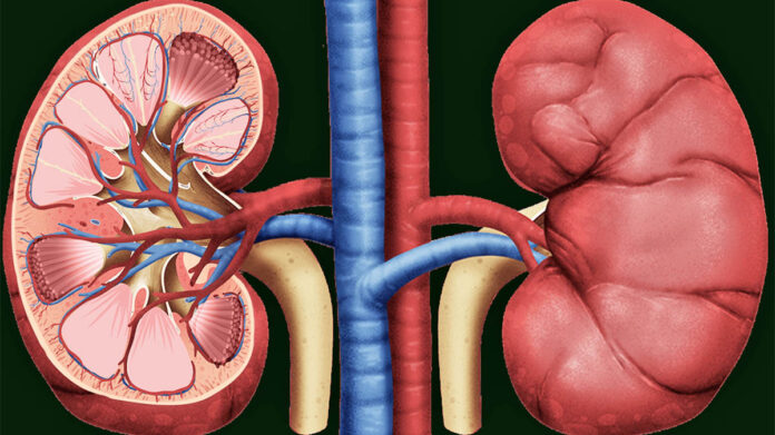 Human Tang Back Pictures Farxiga® (Dapagliflozin) Mechanism Of