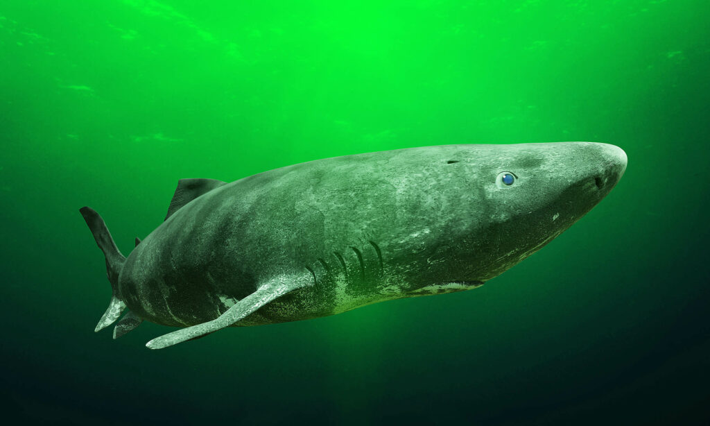 sharks-1024x614