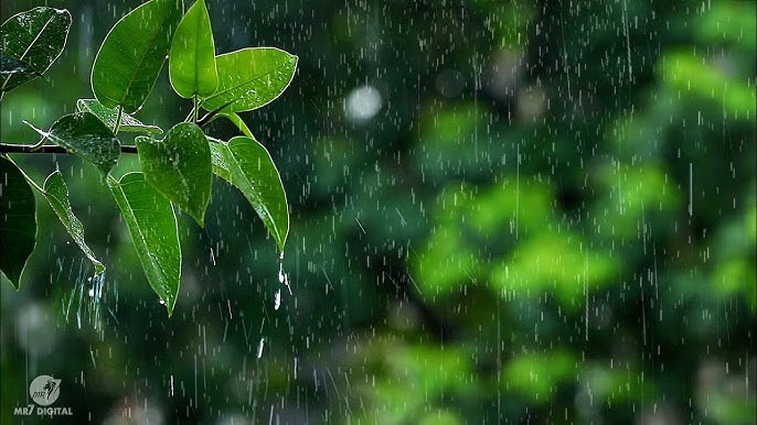 shiu rain