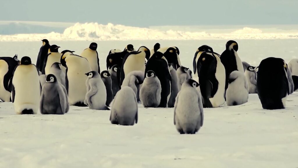 pinguinet-1024x580